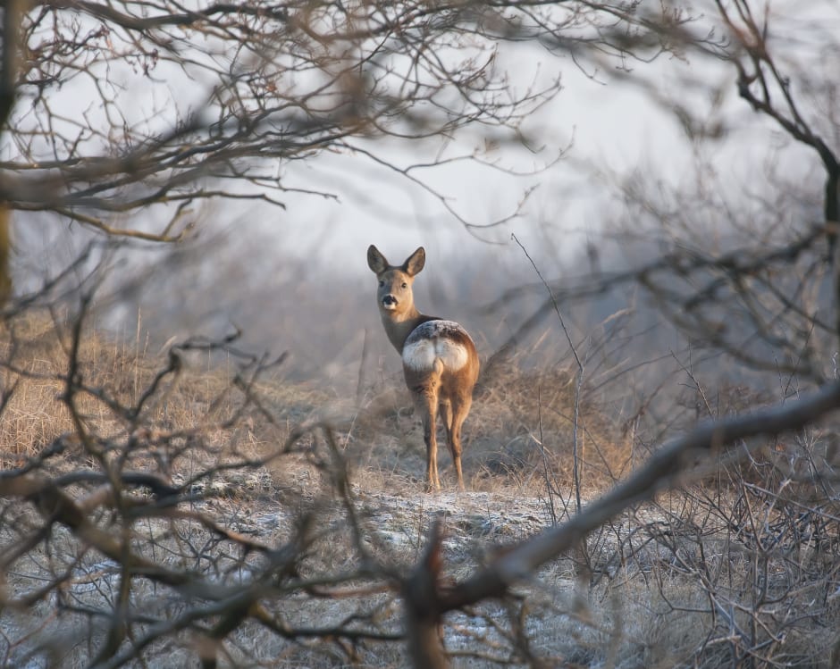 Kerst, winterse routes en activiteiten | Natuurmonumenten