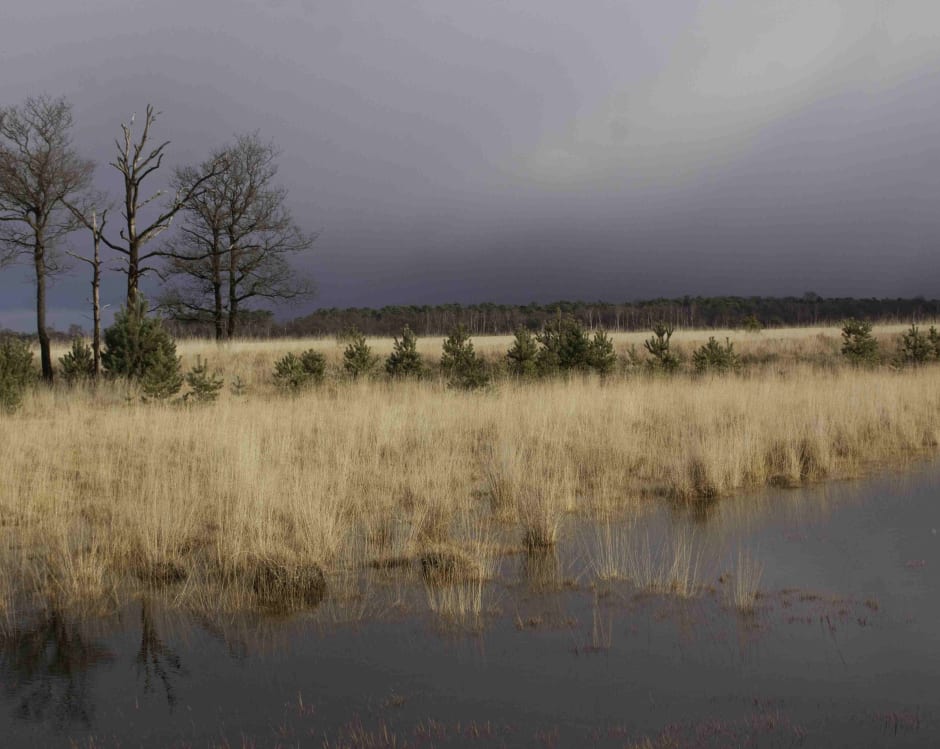 Te veel stikstof in Kampina