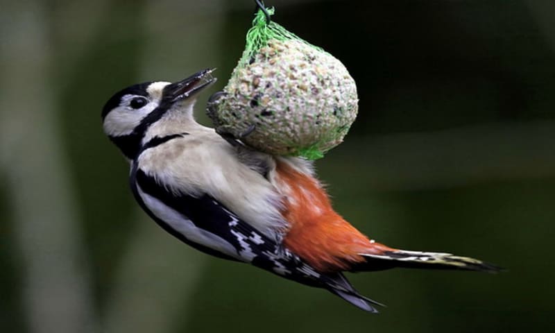 Help de vogels de winter door - Veluwezoom