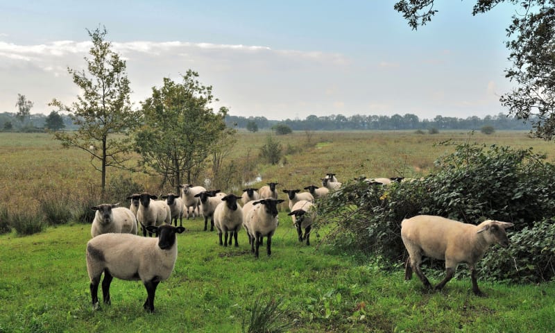 Ontmoet de herder in de Kampina