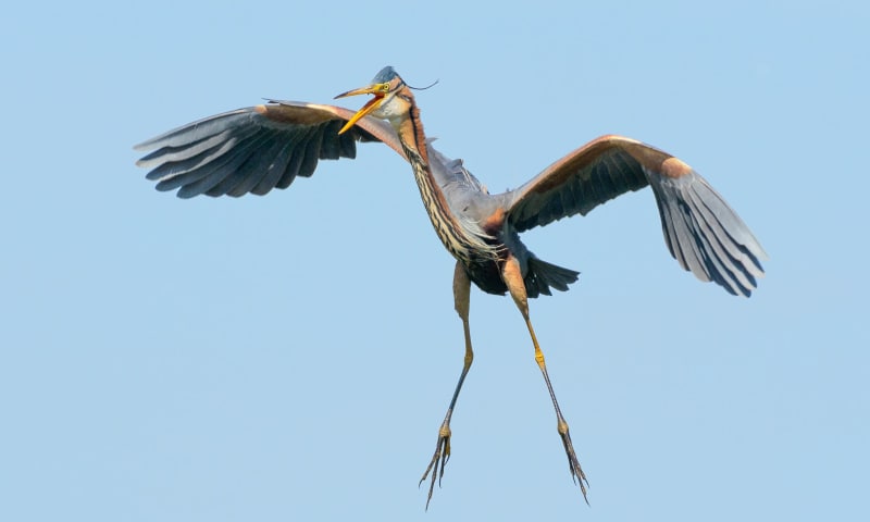 Varen naar de purperreigers - Nieuwkoopse Plassen