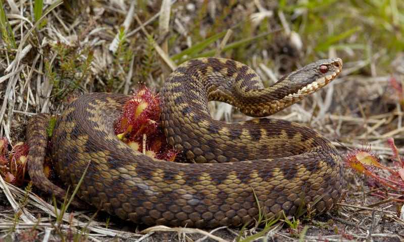 Adder