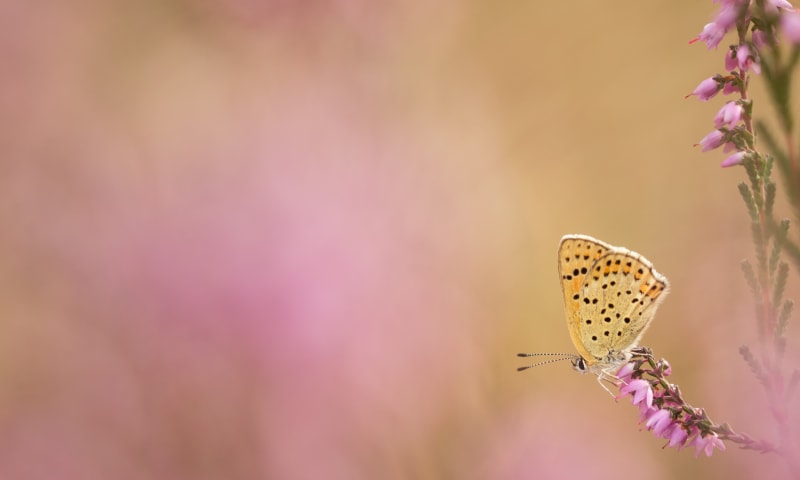 Visie op de natuur