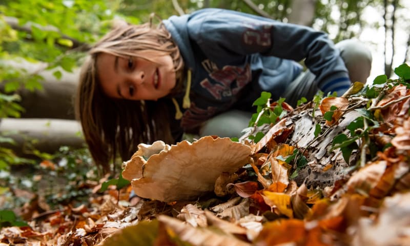 Paddenstoelen kijken in de herfstvakantie