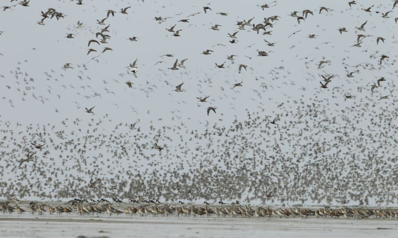 Trekvogels op de waddenzee