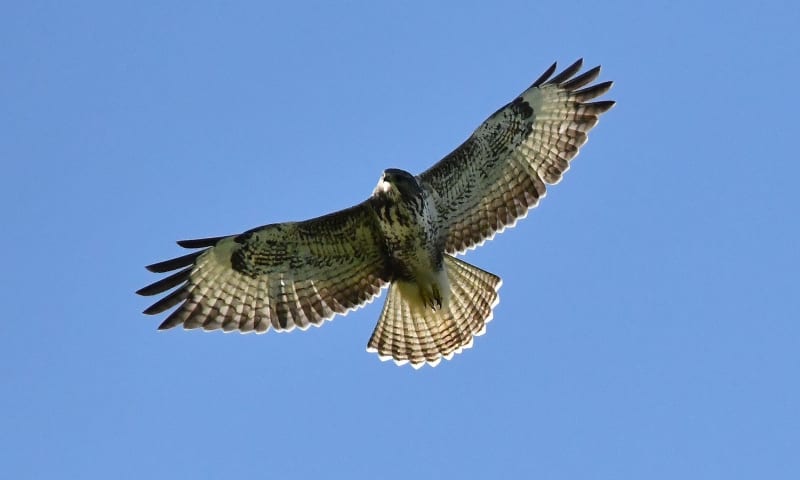 Op zoek naar roofvogels op Tiengemeten