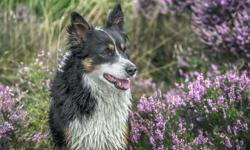 Bordercollie tussen bloeiende struikheide Dwingelderveld