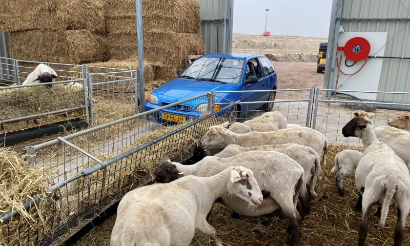 Drive-thru nieuwe schapenstal Oosthoek