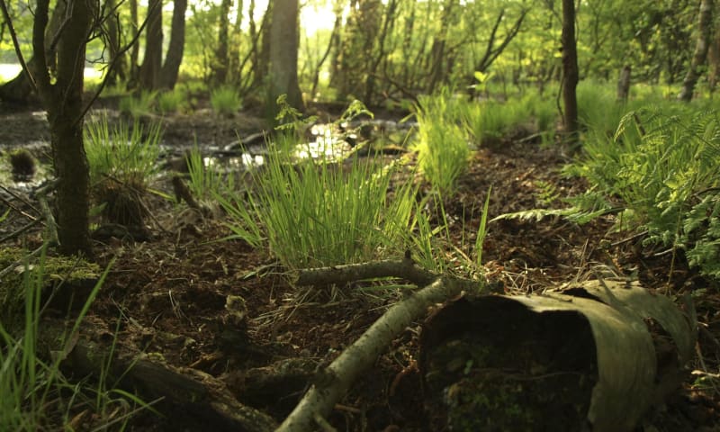 Bossen op Dwingelderveld