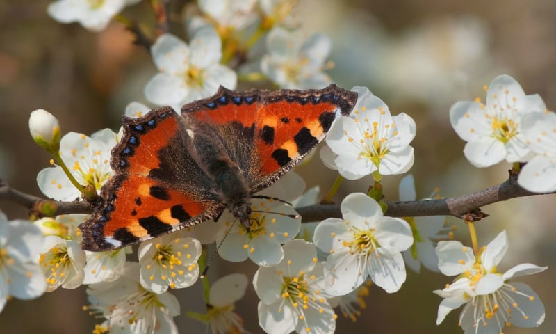 Kleine vos (Aglais urticae)