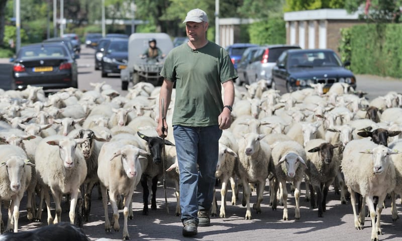 Stadsherder Martin Oosthoek Rotterdam