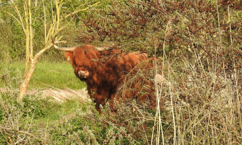 schotse hooglander 