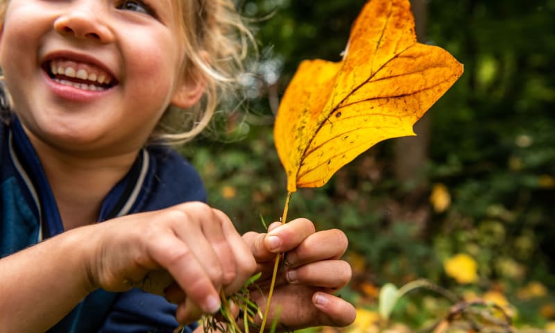 Maestro Beschietingen Voorkeur Herfstwandelingen met kinderen | Natuurmonumenten