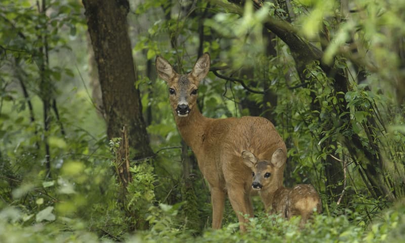 Ree in het bos