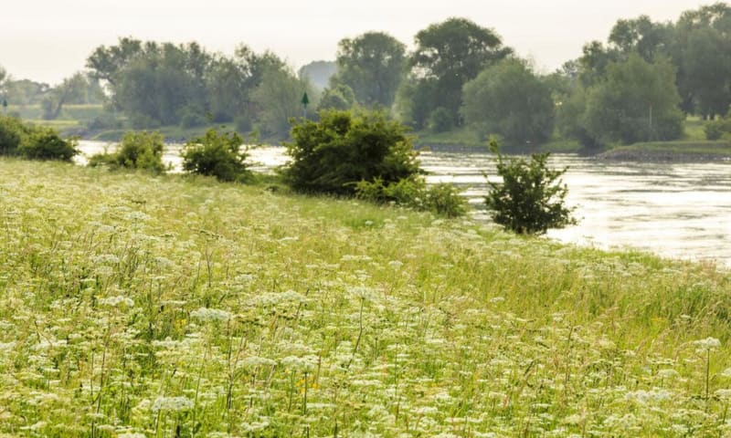 bloemrijke oever aan de IJssel