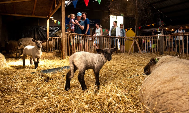 Lammetjesfeest Onlanderij