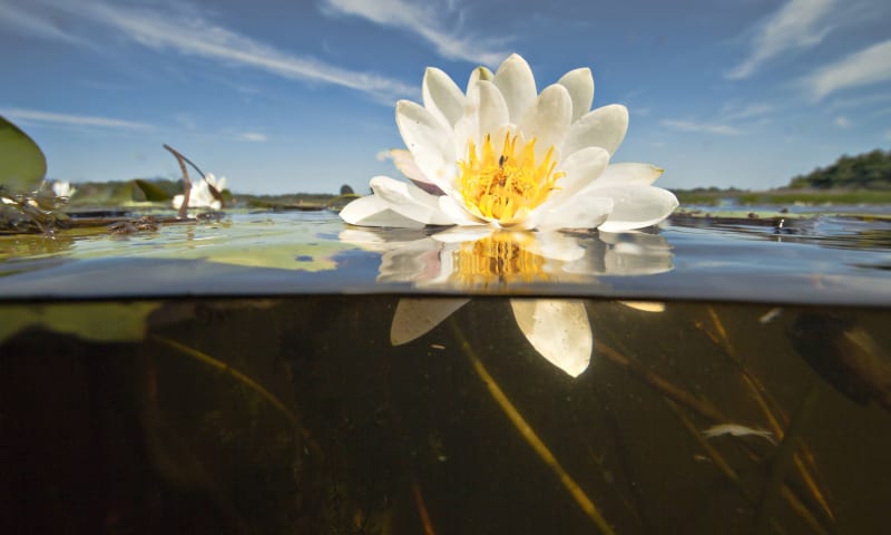 Waterlelie onderwater Naardermeer