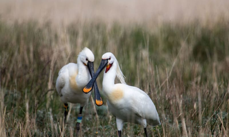 wadden vogelfestival excursies