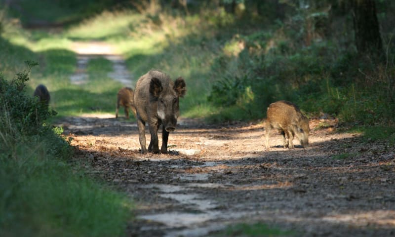 Wild zwijn