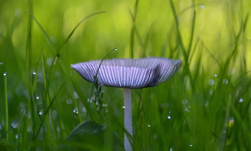 paddenstoel Vals Hazepootje