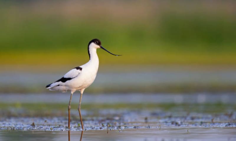 Meer biodiversiteit jaarverslag 2022