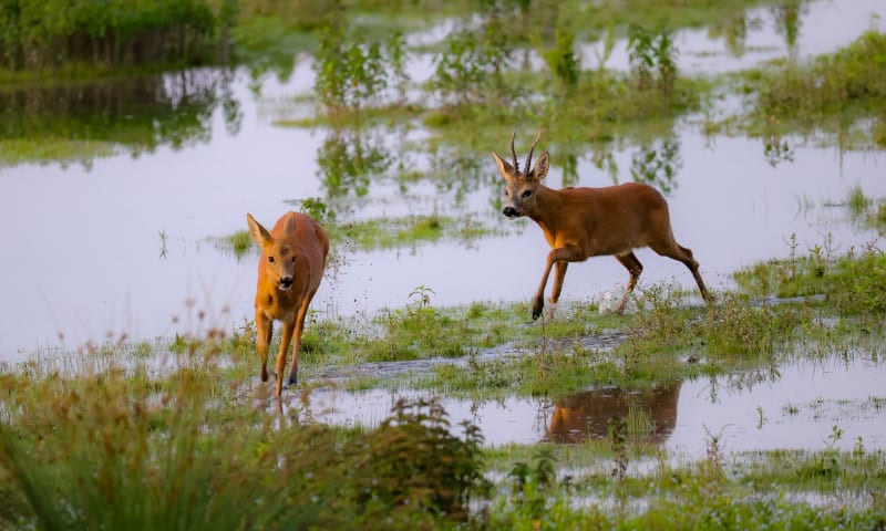 Reeën doorkruisen een plas dras veld