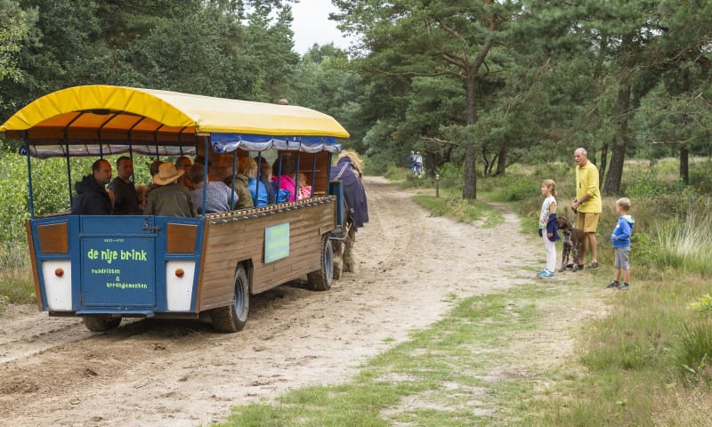 Huifkartocht Dwingelderveld