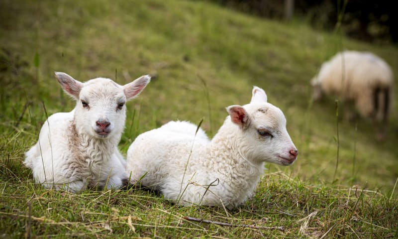 Lammetjes op Hoeve Caestert