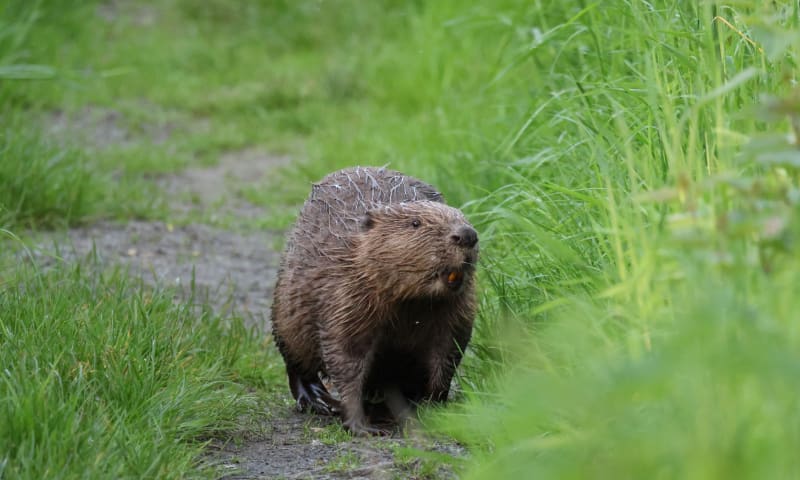 Bever zoeken