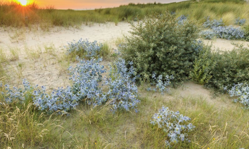 Blauwe zeedistel in de duinen van Zuid-Kennemerland