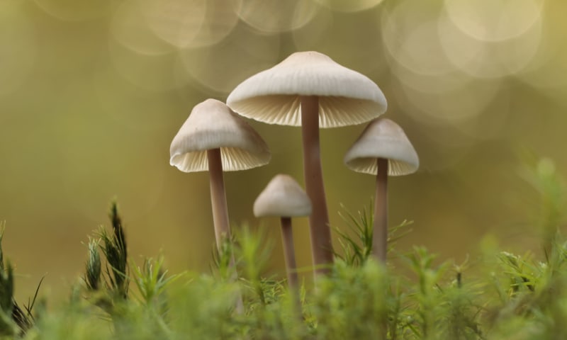 Paddenstoelen magie