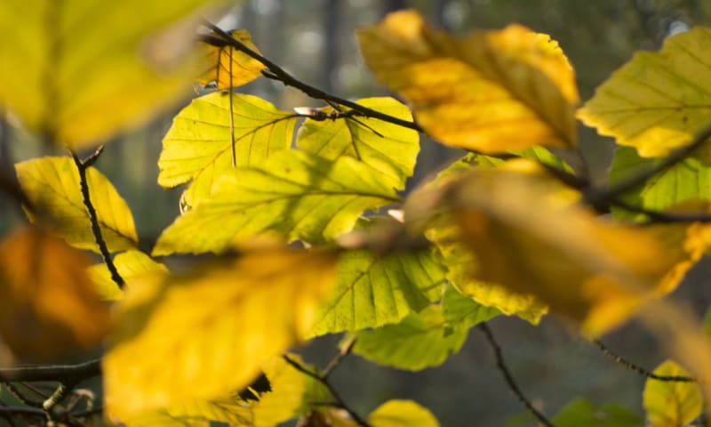 Herfst René Koster