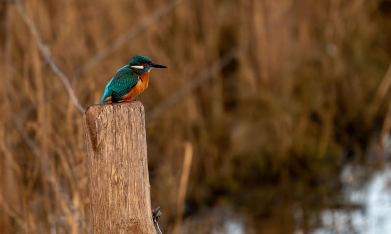 IJsvogel op hekpaaltje