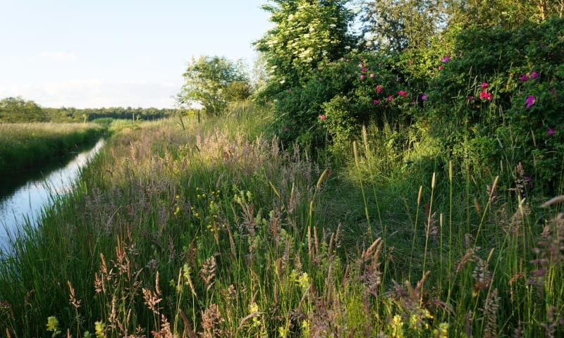 Voedselbos Haarzuilens