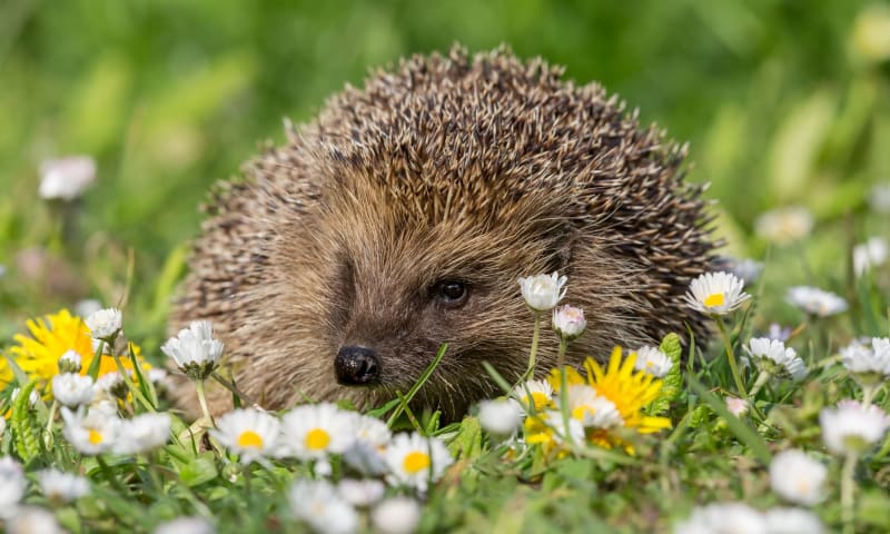 Egel in de tuin zomer