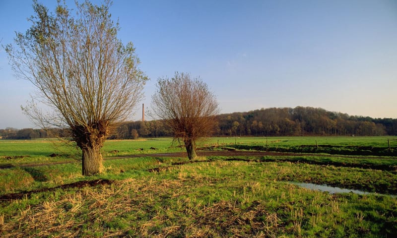 herstel van vennen op de Brabantse Wal