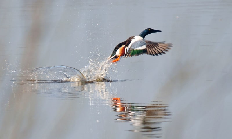 broedvogels 