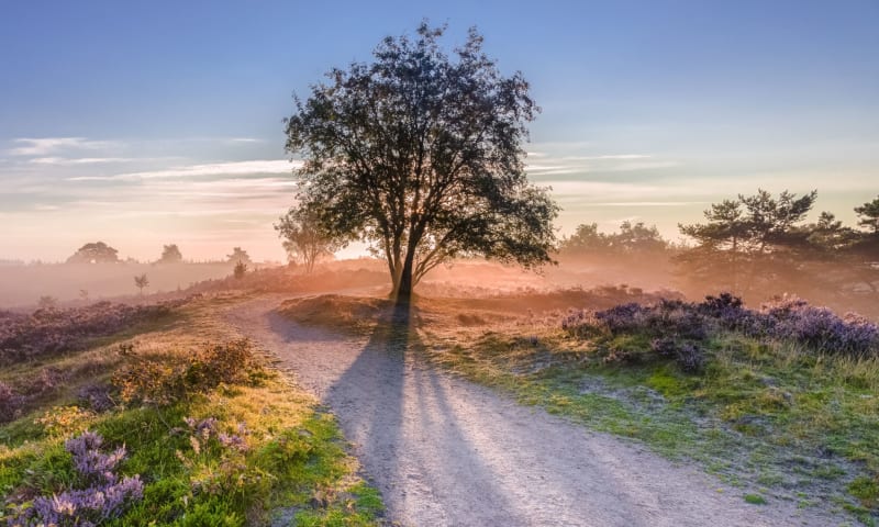 Zonsopkomst op de hei