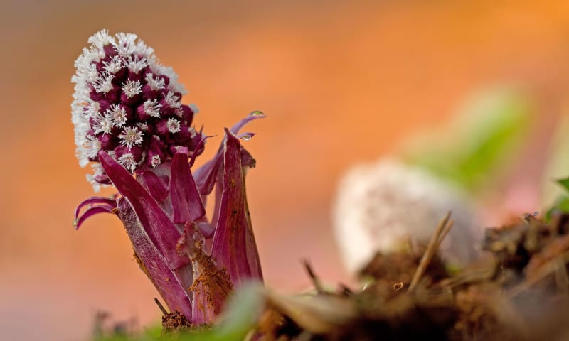 Groot hoefblad