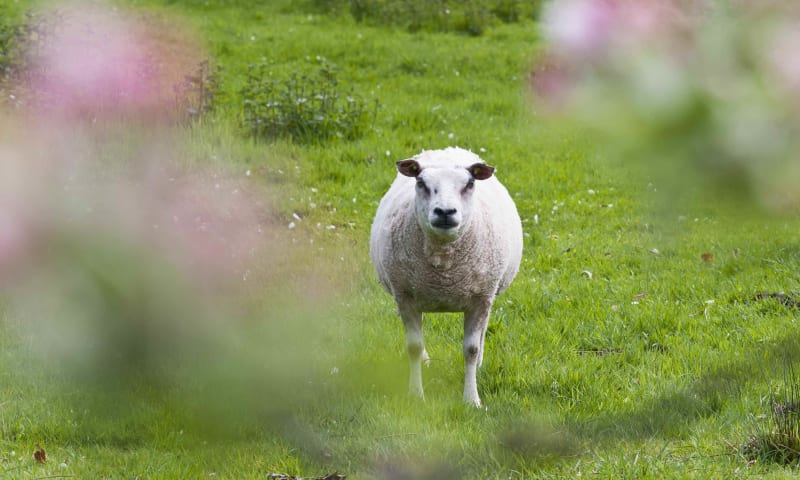 Schaap in appelboomgaard