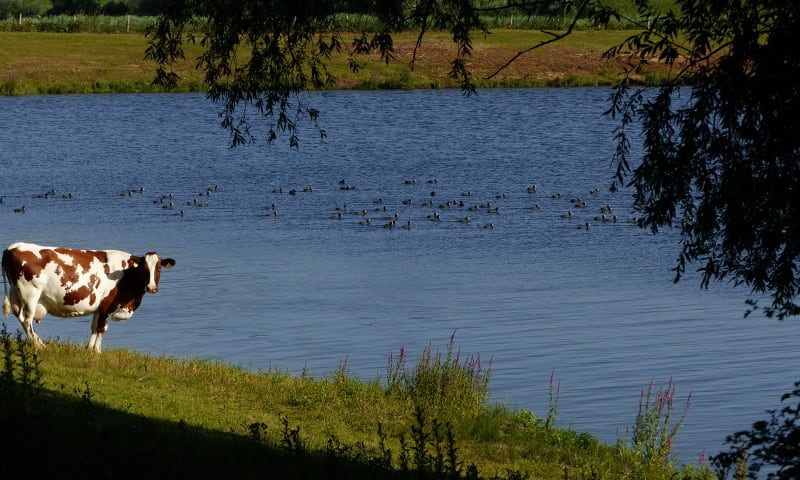 Hedelse Bovenwaard - plas