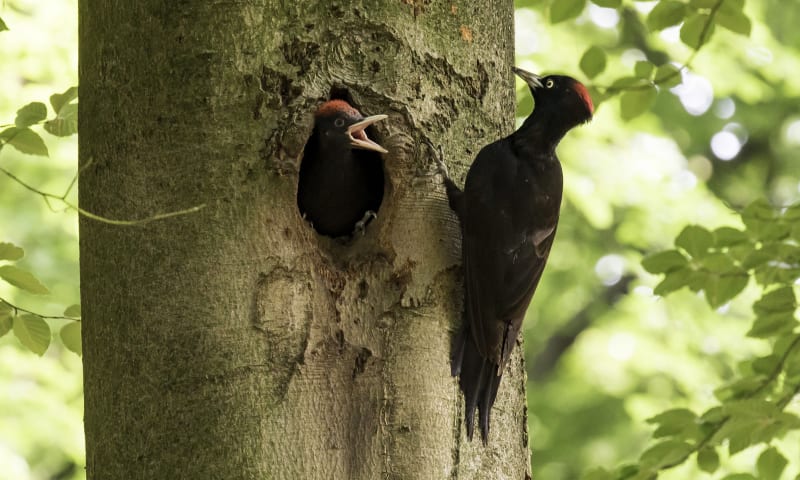 Zwarte specht voert jong in nest