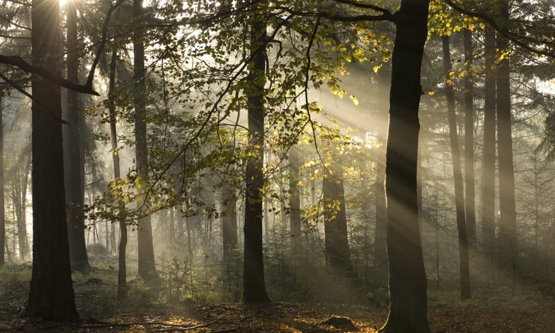 Landgoed Beekhuizen herfst