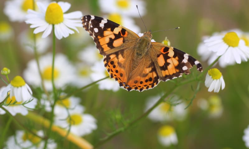 Distelvlinder op kamille