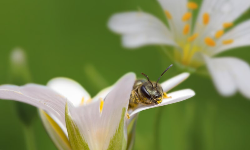 Wilde bloemen