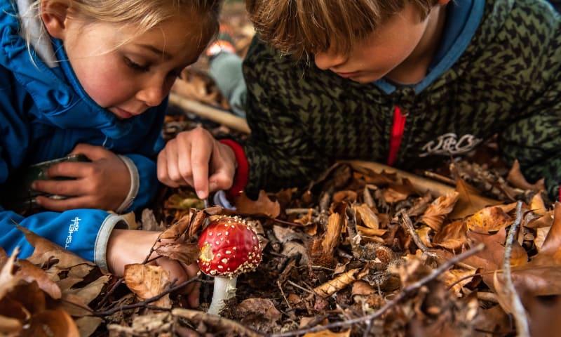 Paddenstoelen in de Kaapse Bossen