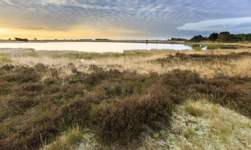 Dwingelderveld