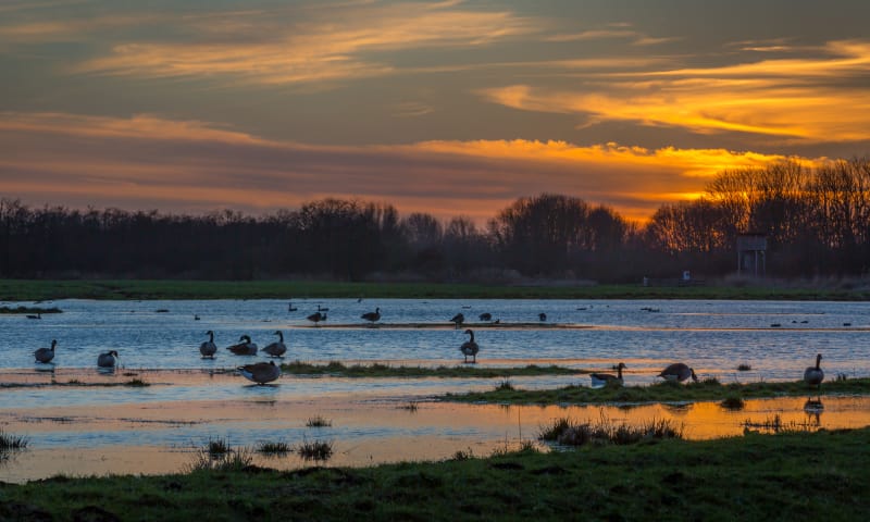 Wat doen wij in de Ackerdijkse Plassen