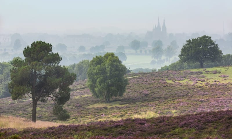 Bloeiende heide op de Mookerheide