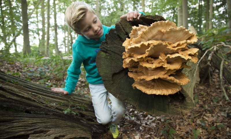 Paddenstoel en kind